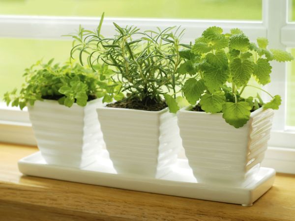 How to grow a perfect herb garden