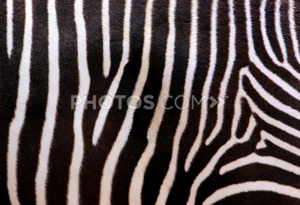 Add a zing to your home with Zebra Print Rugs