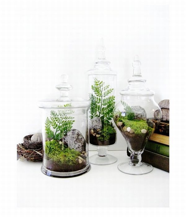 Apothecary Jar Terrarium Set