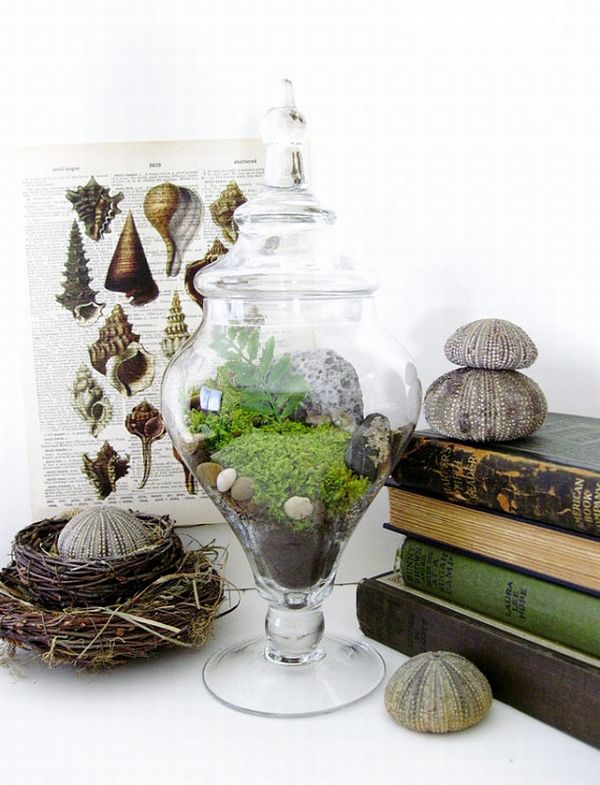 Apothecary Jar Terrarium Set