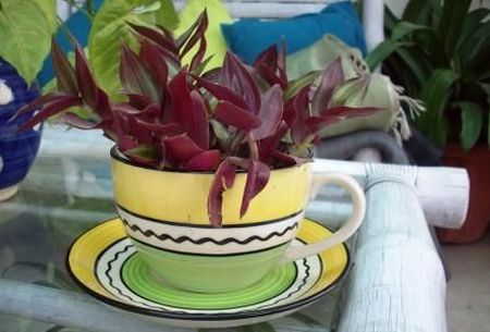 coffee cup planter