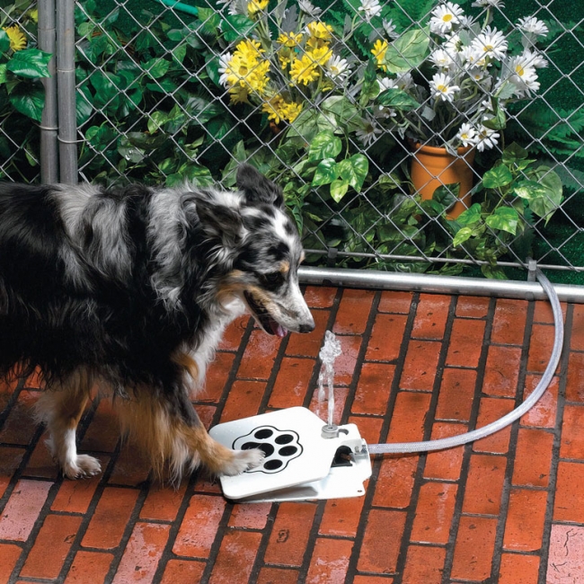 Doggie fountain