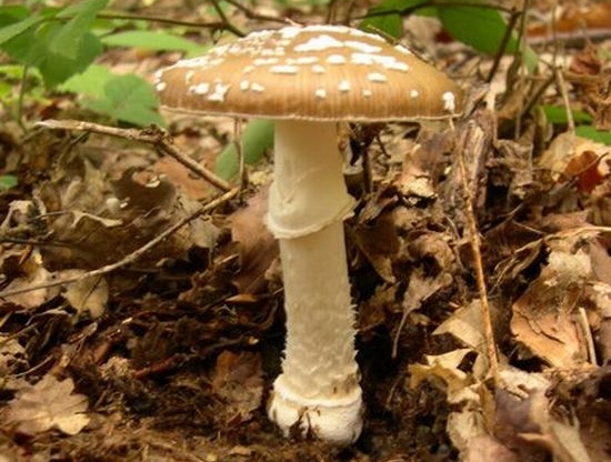 greensulate your home with mushrooms