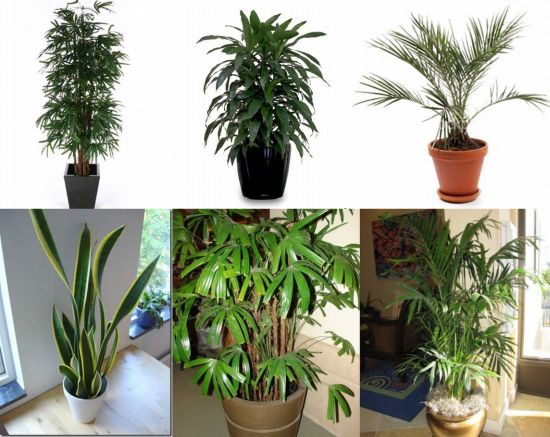 house plants