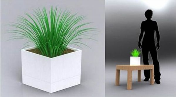 House Plant Container