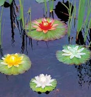 lily pad lights