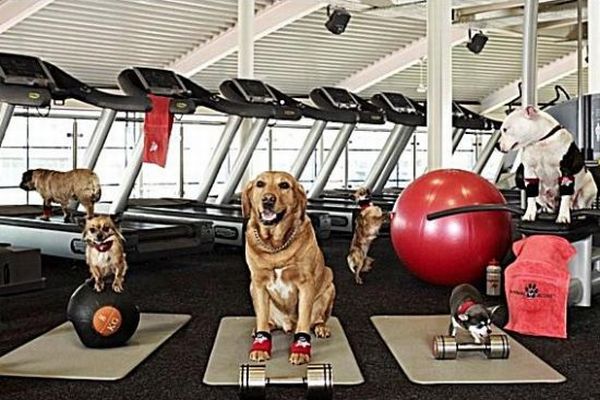 Pet gym
