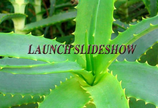 slideshow aloe vera