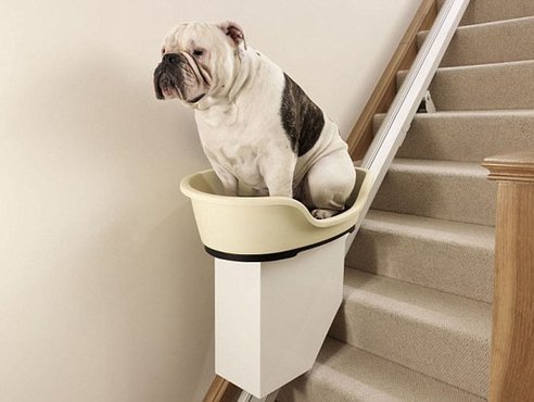 UK based insurance company designs stairlift for obese pets