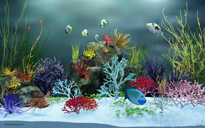 Fish-Tank-Background-Pictures-Fish-Tank-View-1024x640