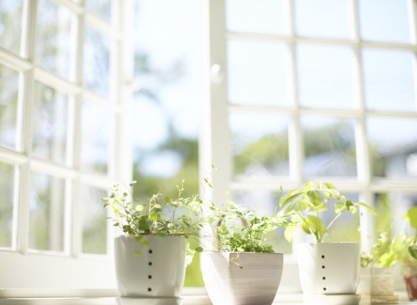 Plants in a Window