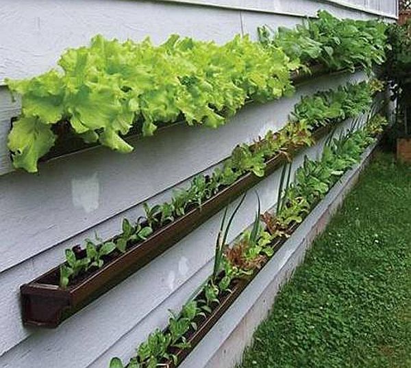 Lettuce gutter garden