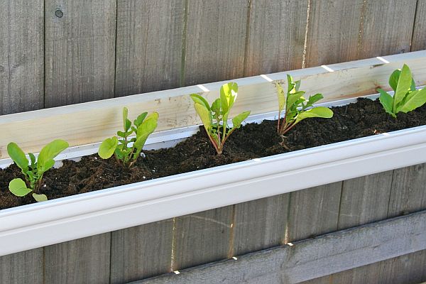 Tiny gutter kitchen garden