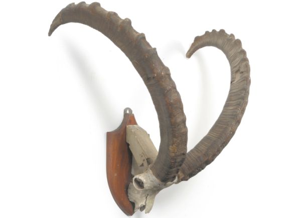 Wood Ibex Horn