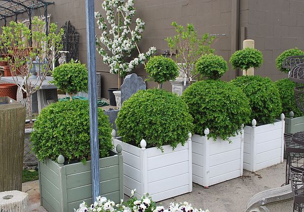 Boxwood Topiary