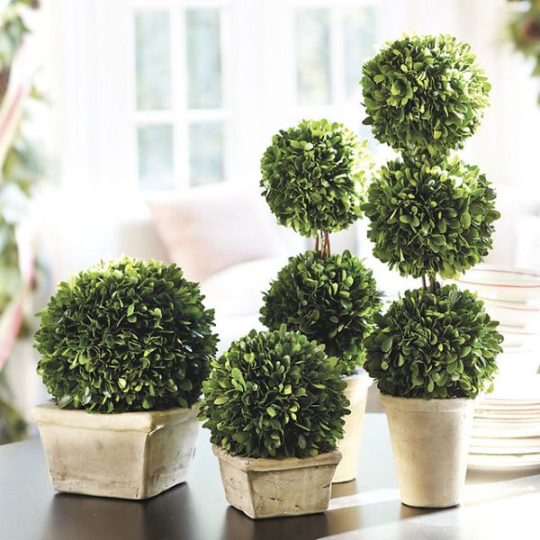 Boxwood Topiary_2