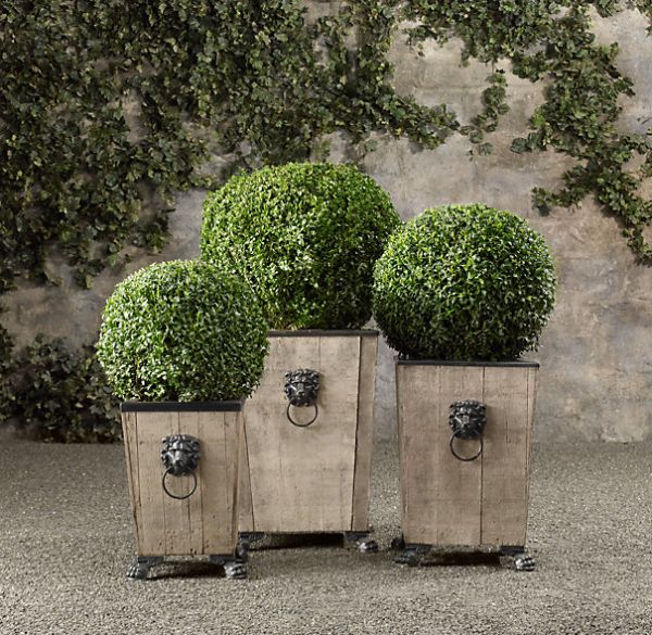 Boxwood Topiary_3