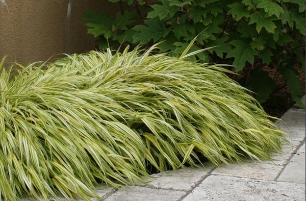 Japanese Forest Grass