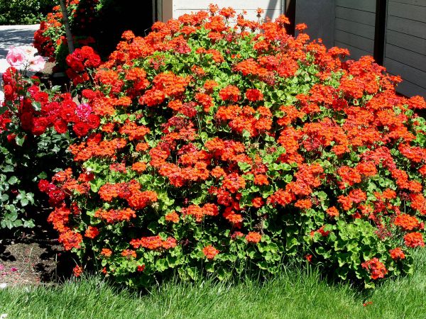 Perennial geranium f