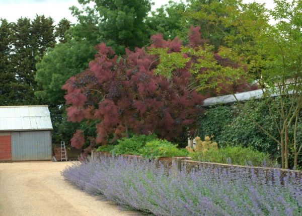 Velvet Smoke Cloak Tree