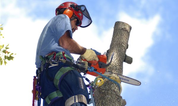 Tree surgeon up in a tree
