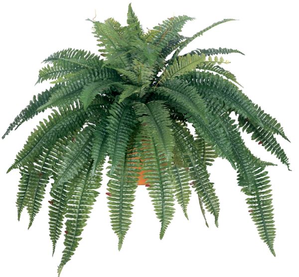 Boston fern 2