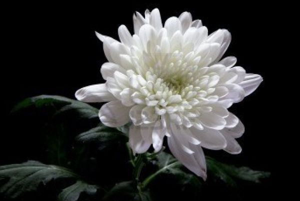 Chrysanthemum