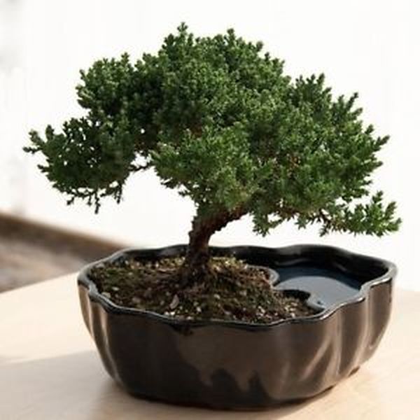 dwarf Bonsai plants