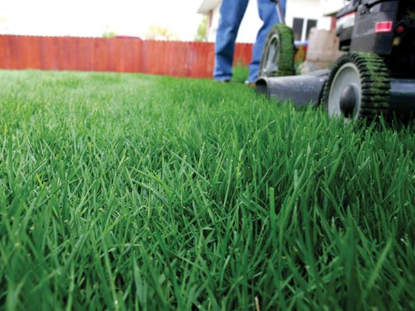 lawn in home (1)