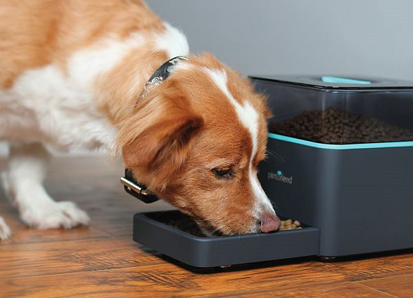 pet feeder