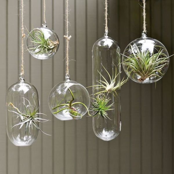 Glass Bowl Hanging Planter