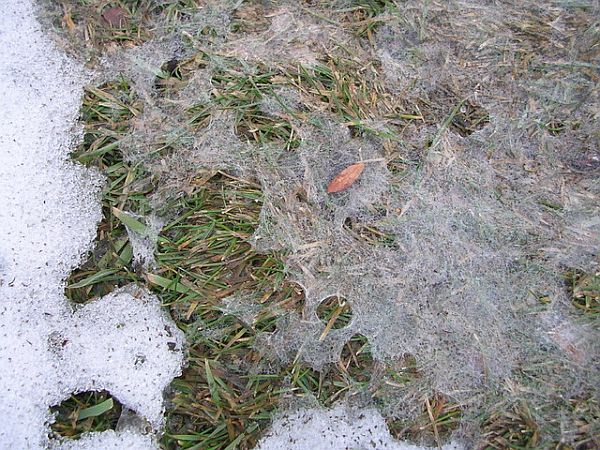 snow mold