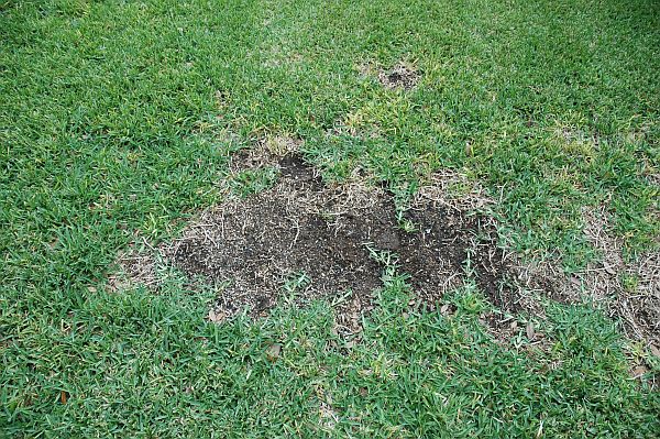 treatment of diseases of lawn