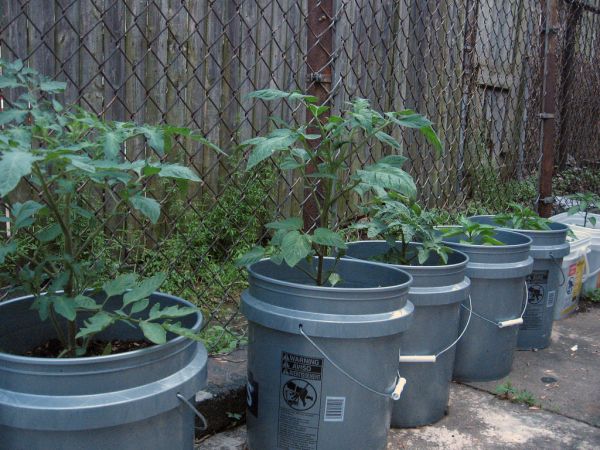 Bucket garden