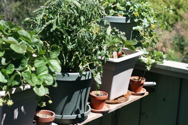 Single pot veggie garden