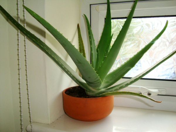 Aloe Vera