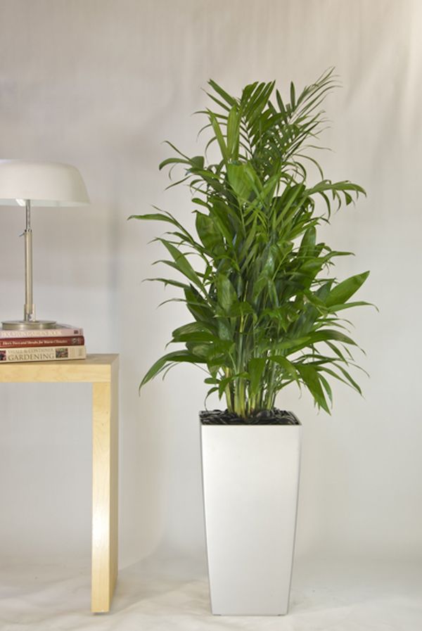 Bamboo Palm