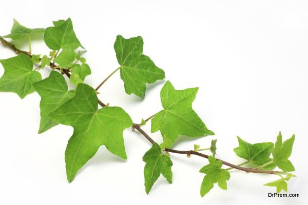 English Ivy