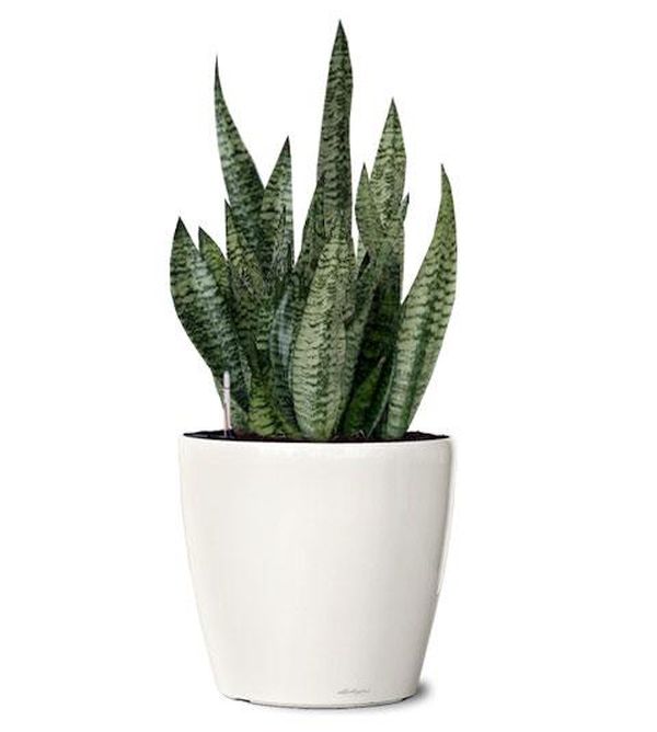 Snake Plant