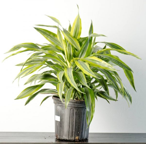 Warneck Dracaena