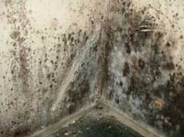 mold  interior walls (1)