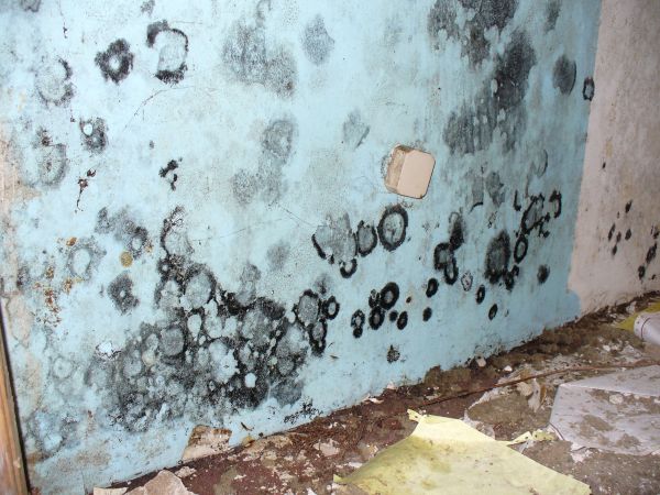 mold  interior walls (2)