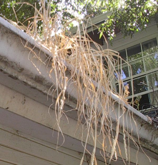 clean the debris from gutters