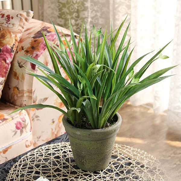 winter home décor with plants (3)