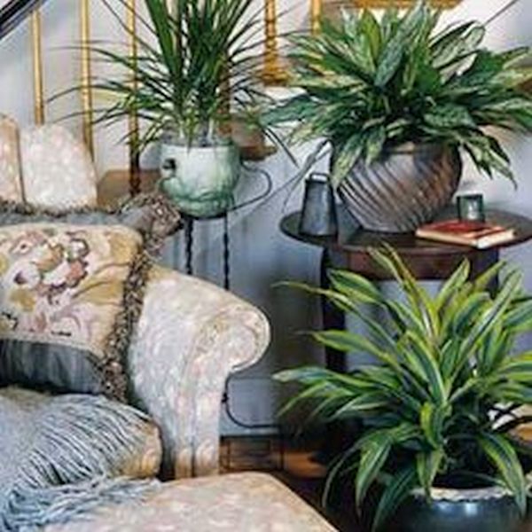 winter home décor with plants (4)