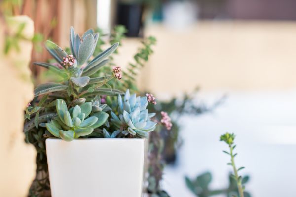 A plant with many different kinds of succulents in the garden