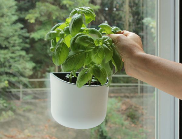 Okidome Eden Suction Planter 1