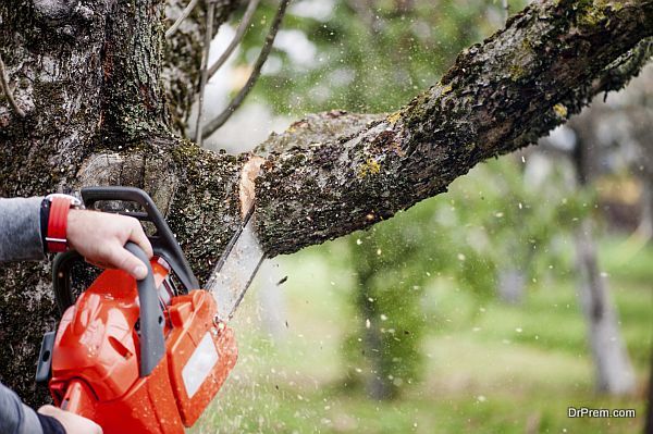 Tree removal services