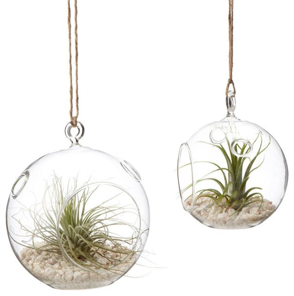 hanging-terrariums