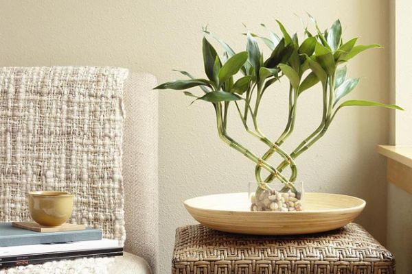 indoor-plant-display-ideas-5